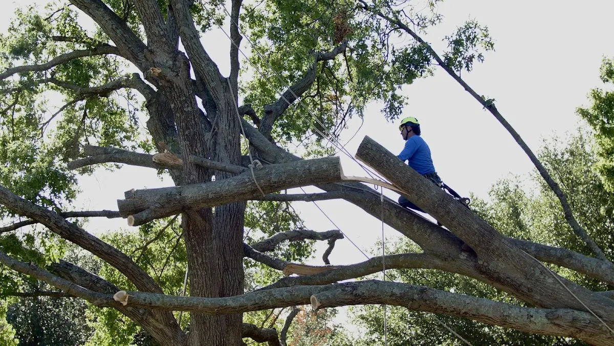 Professional Crown Thinning performed by certified arborists in Buhl